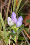 Catesby's gentian